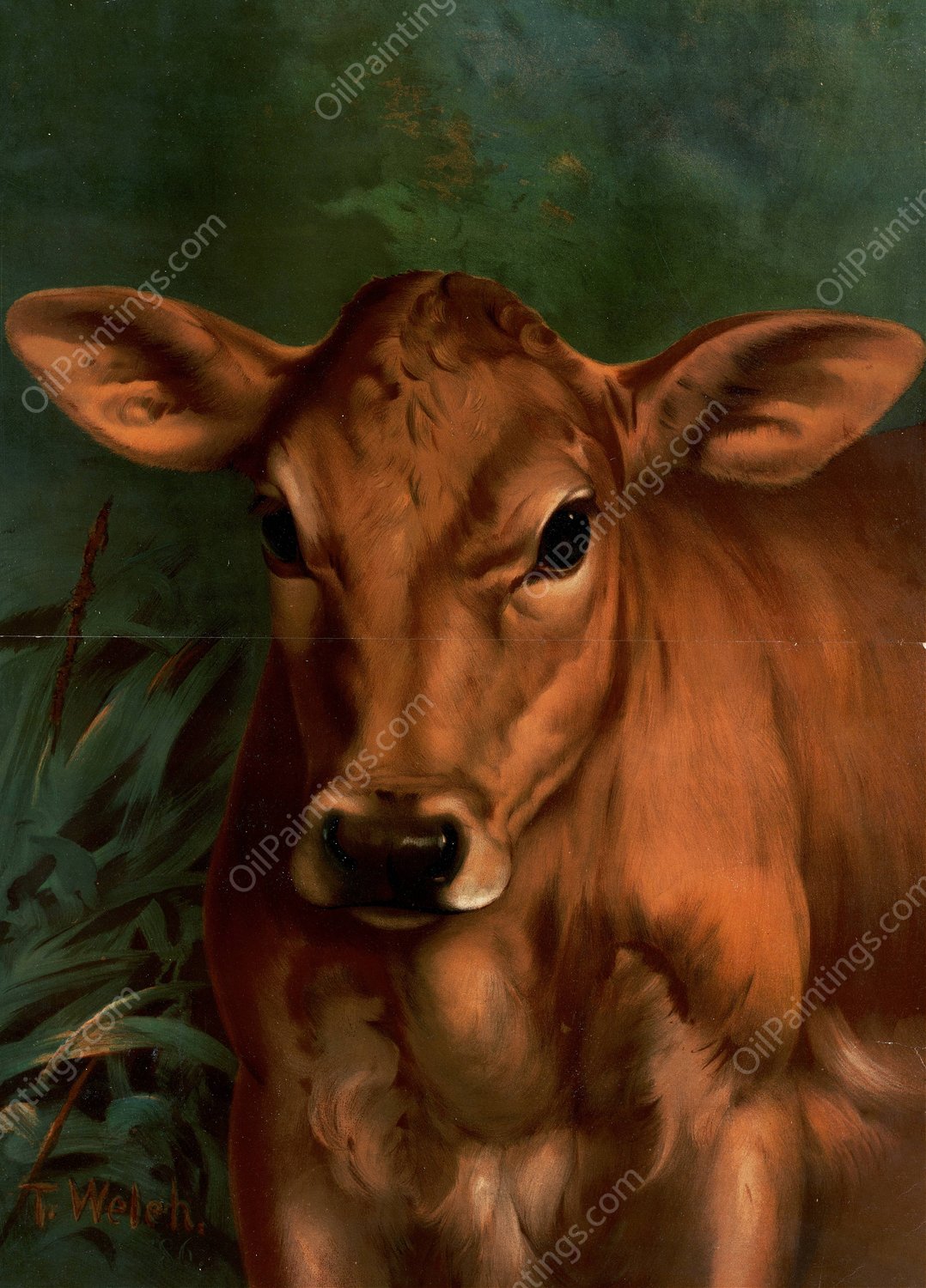 Calf's Head  by Thaddeus Welch - Hand-Painted Oil Painting Reproduction