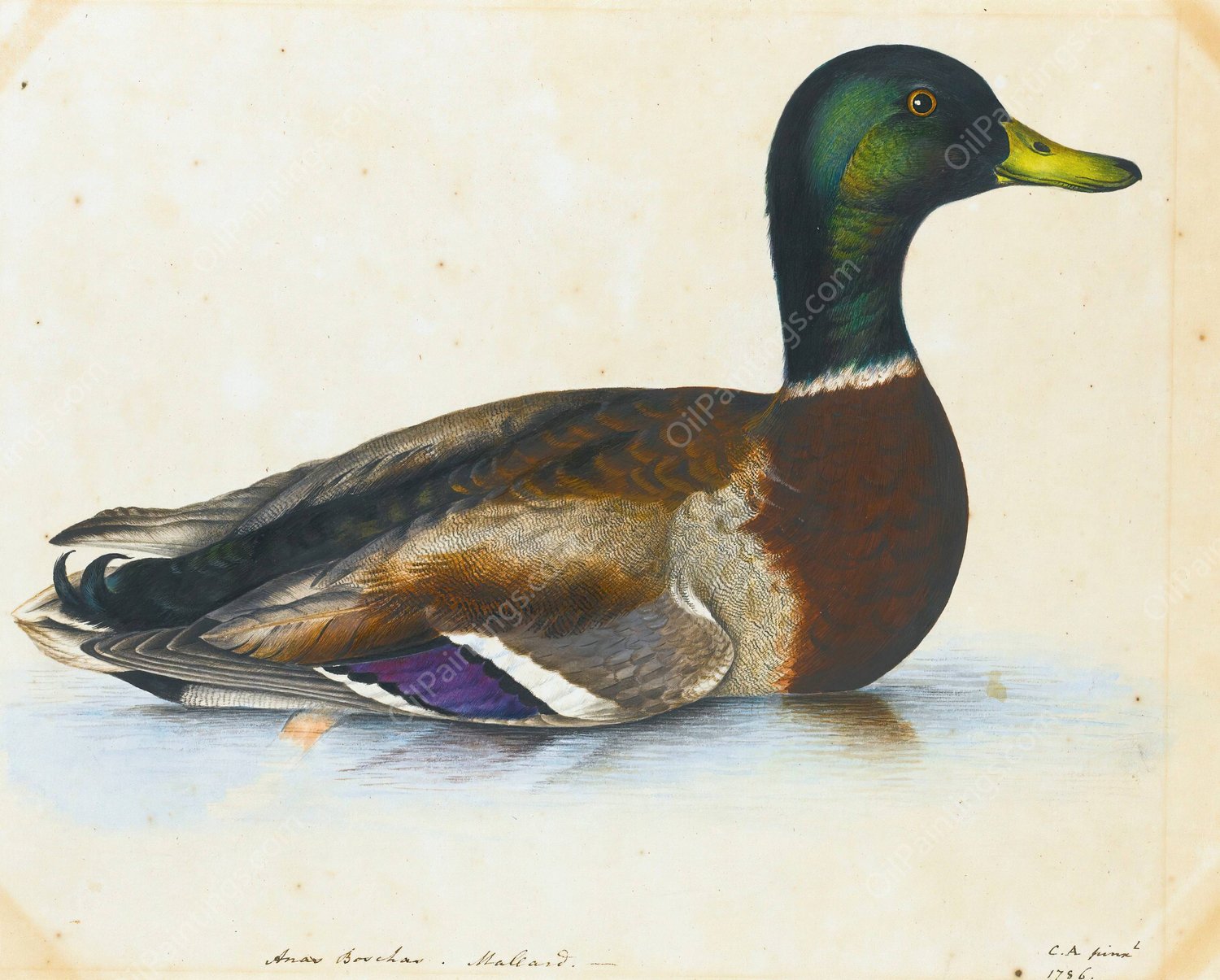 Portrait Of A Mallard by The Reverend Christopher Atkinson - Hand-Painted Oil Painting Reproduction