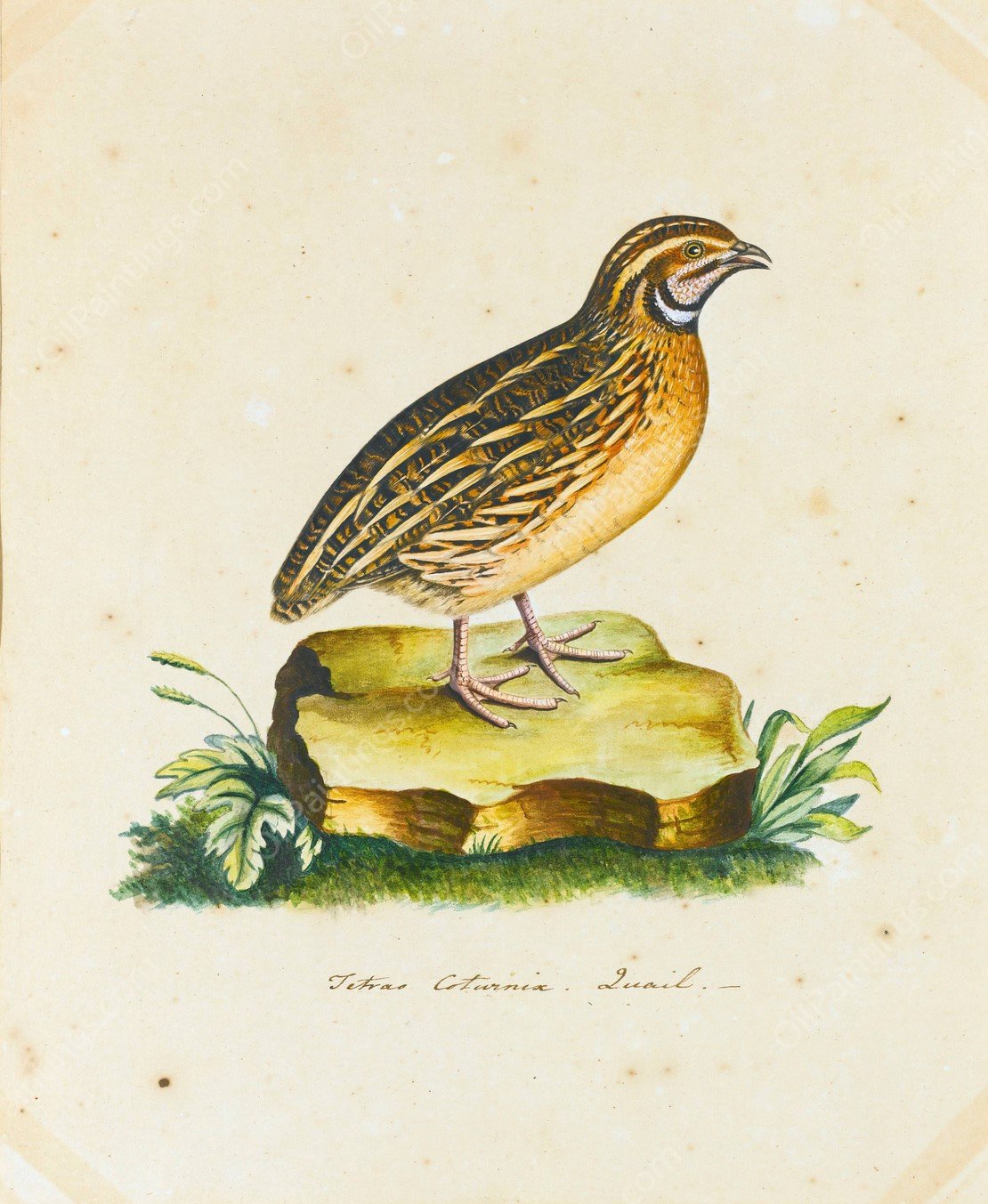 Portrait Of A Quail by The Reverend Christopher Atkinson - Hand-Painted Oil Painting Reproduction