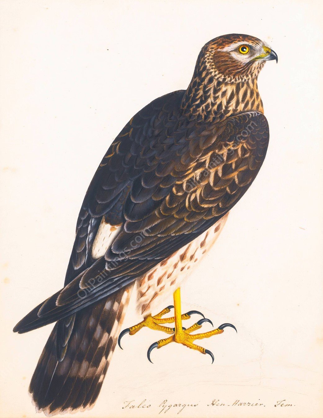 Together With A Portrait Of A Hen Harrier by The Reverend Christopher Atkinson - Hand-Painted Oil Painting Reproduction