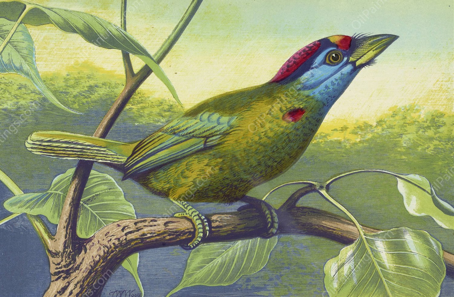Blue Cheeked Barbet  by Thomas Waterman Wood - Hand-Painted Oil Painting Reproduction