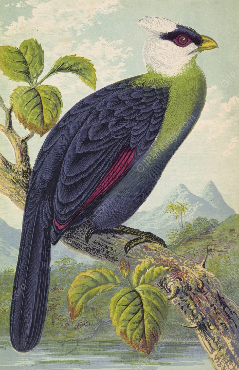 Corythaix Leucolopha  by Thomas Waterman Wood - Hand-Painted Oil Painting Reproduction