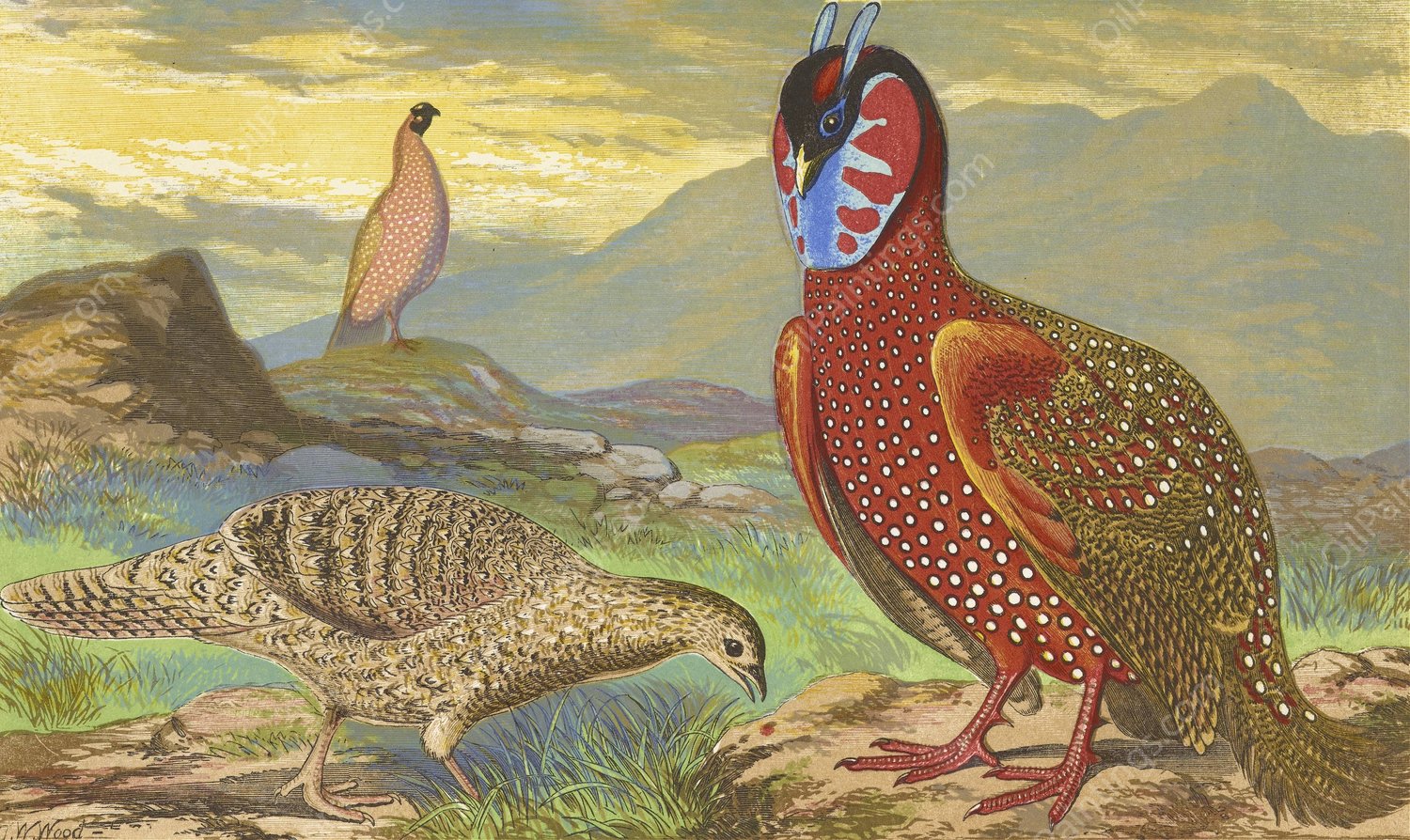 Horned Pheasants  by Thomas Waterman Wood - Hand-Painted Oil Painting Reproduction