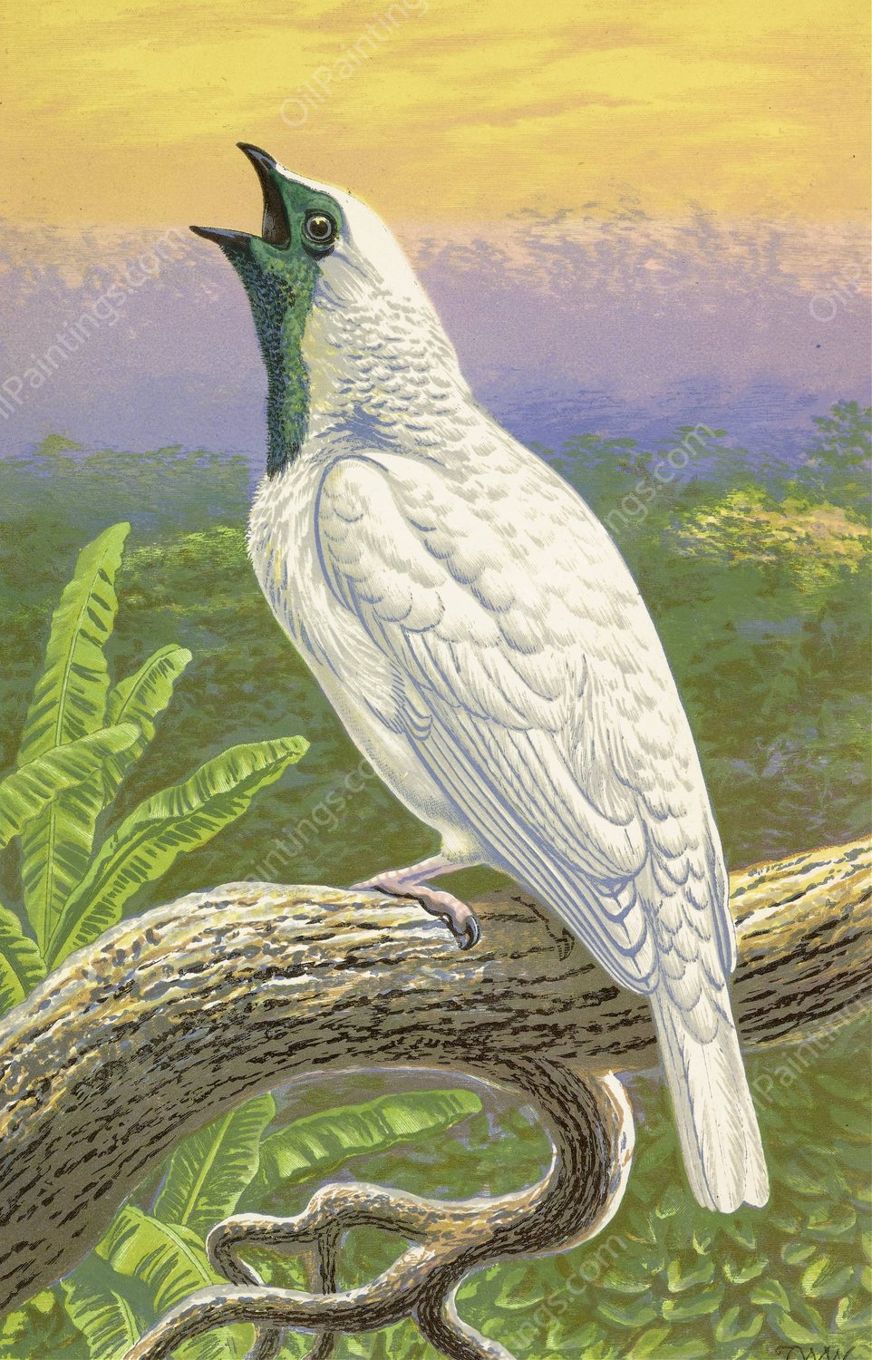 Naked-Throated Cotinga  by Thomas Waterman Wood - Hand-Painted Oil Painting Reproduction