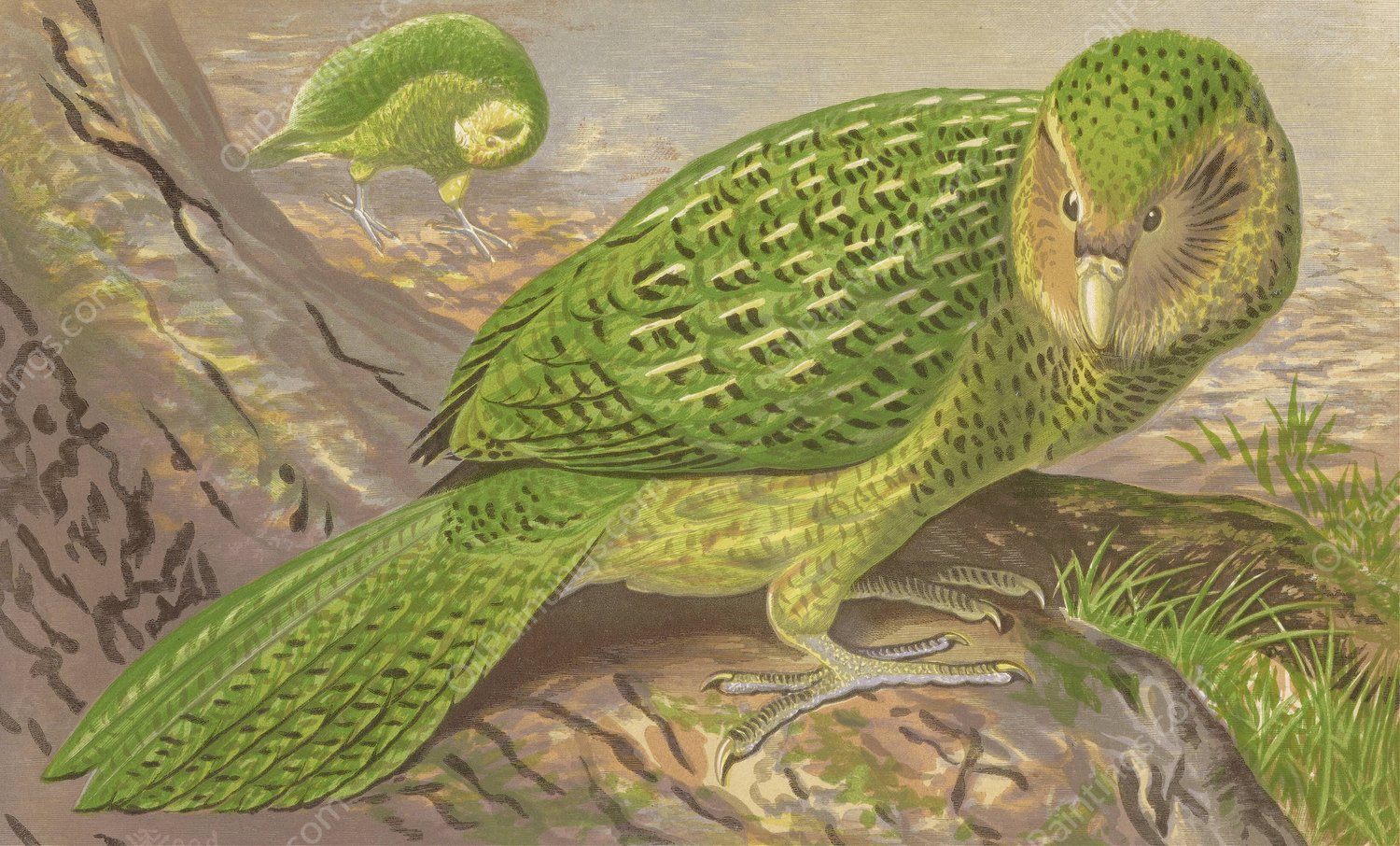 New Zealand Owl-Parrot  by Thomas Waterman Wood - Hand-Painted Oil Painting Reproduction