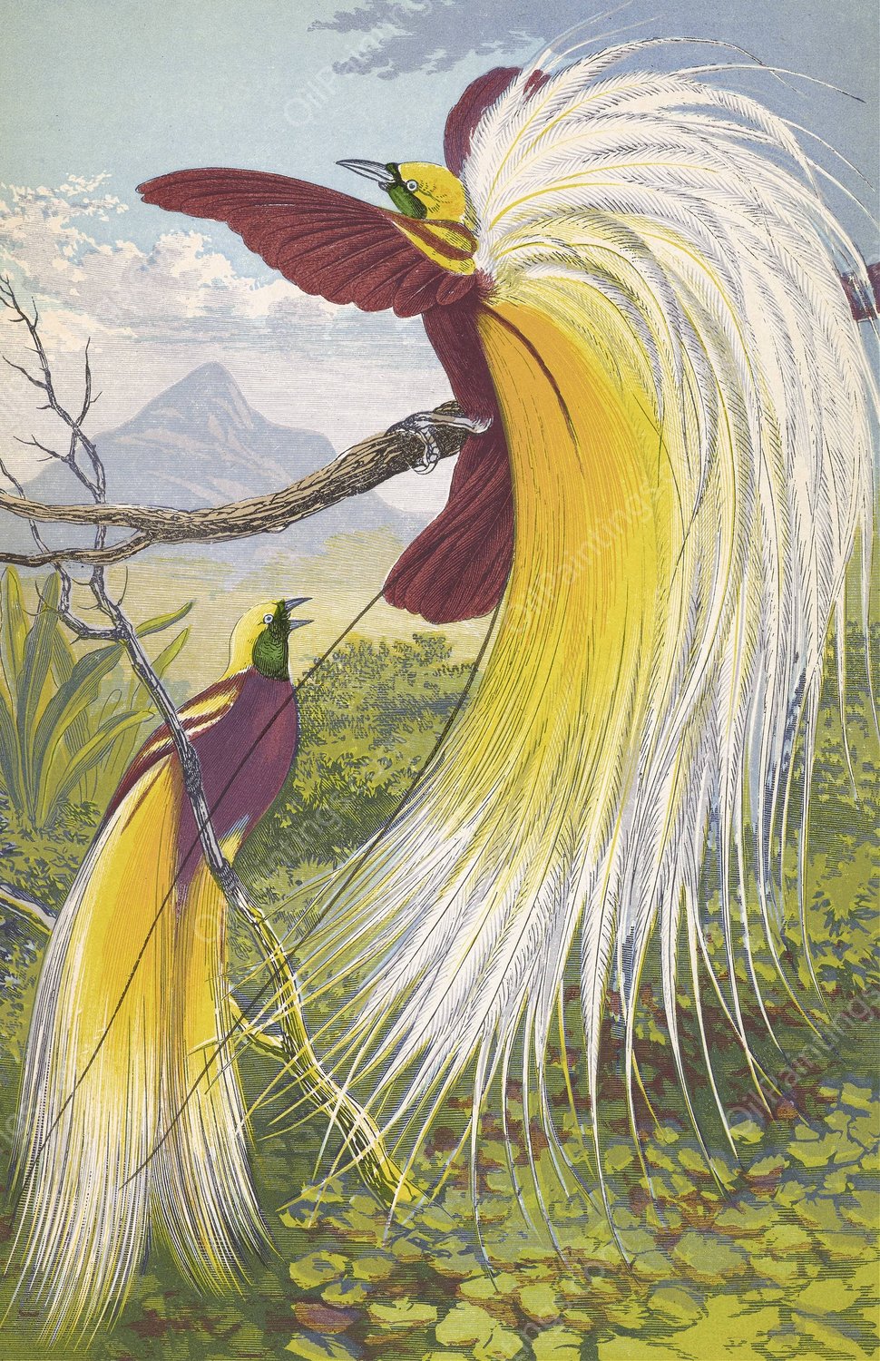 Paradisea Papuana  by Thomas Waterman Wood - Hand-Painted Oil Painting Reproduction