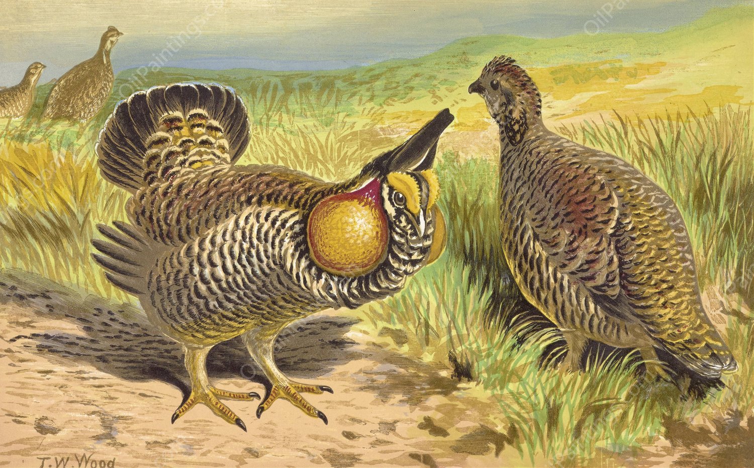 Praire Crouse  by Thomas Waterman Wood - Hand-Painted Oil Painting Reproduction