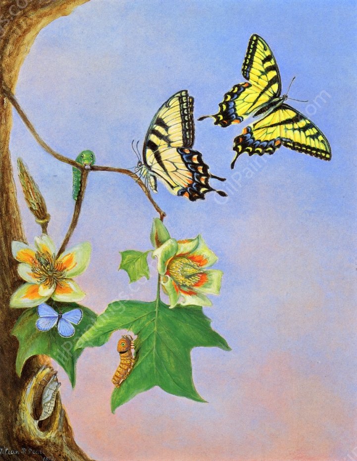 Butterflies also known as Papilio Turnus by Titian Ramsey Peale II - Hand-Painted Oil Painting Reproduction