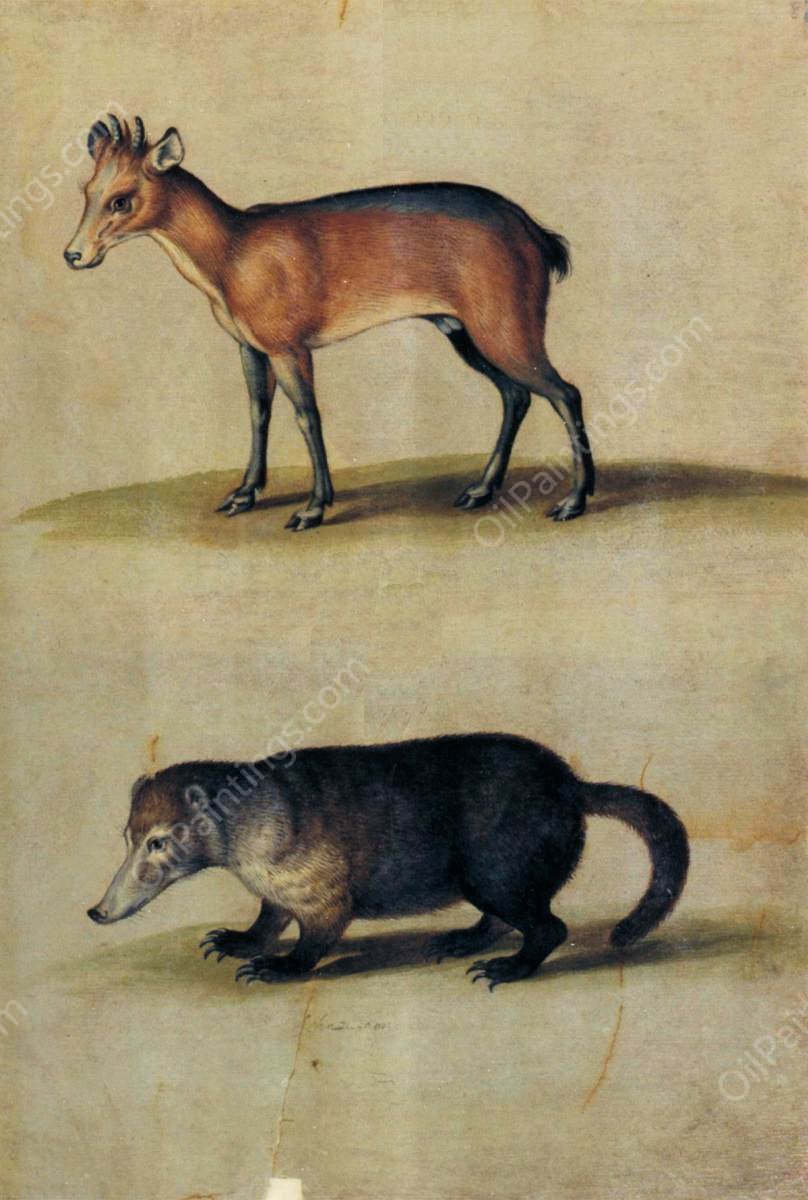 Red Hartebeest and Mountain Coati by Ulisse Aldrovandi - Hand-Painted Oil Painting Reproduction