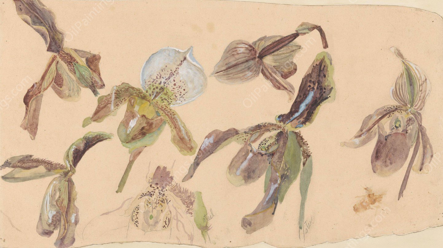 Zeven studies van orchideeen  by Willem Van Konijnenburg - Hand-Painted Oil Painting Reproduction