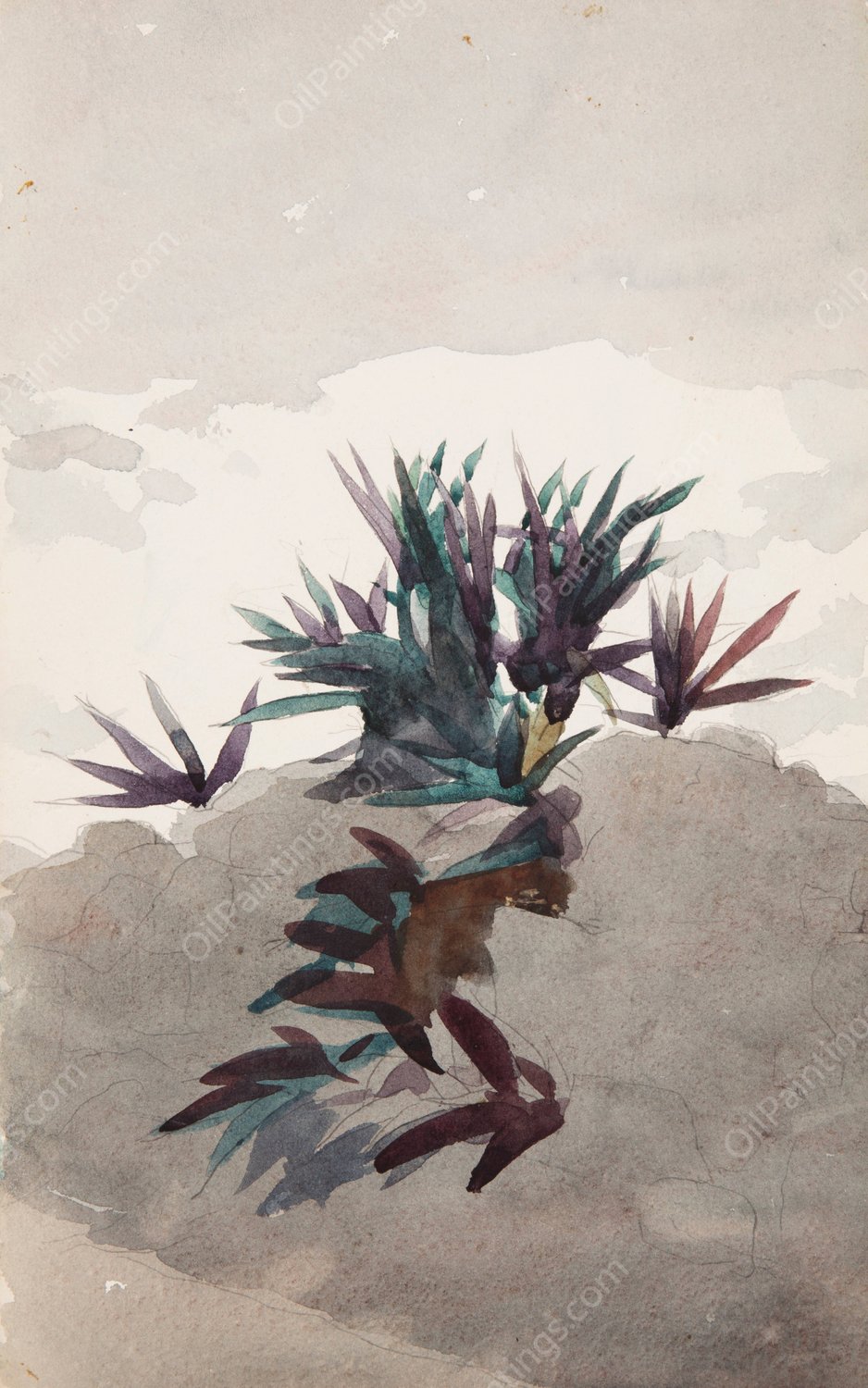 Hillside with Clumps of Maguey  by Winslow Homer - Hand-Painted Oil Painting Reproduction