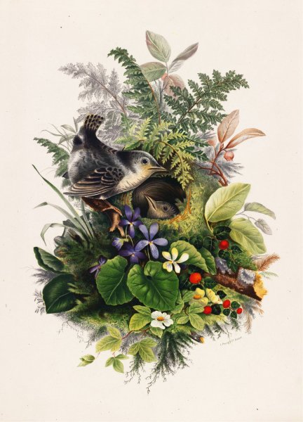 Birds  by Olive E Whitney - Hand-Painted Oil Painting Reproduction