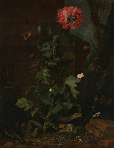 Still Life with Poppy, Insects, and Reptiles  by Otto Marseus Van Schrieck - Hand-Painted Oil Painting Reproduction