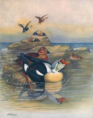 King Eider II by Otto Murray Dixon Oil Painting