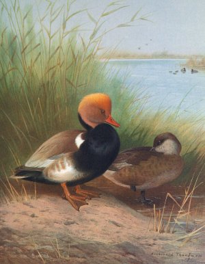 Red-Crested Pochard by Otto Murray Dixon Oil Painting