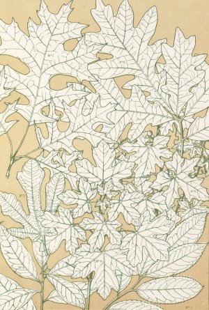 Leaves from Nature No.4 by Owen Jones Oil Painting