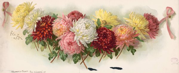 A cluster of beauty  by Paul De Longpre - Hand-Painted Oil Painting Reproduction