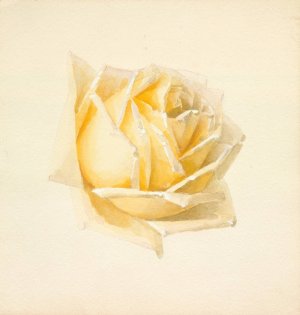 Study of a Rose by Paul De Longpre Oil Painting