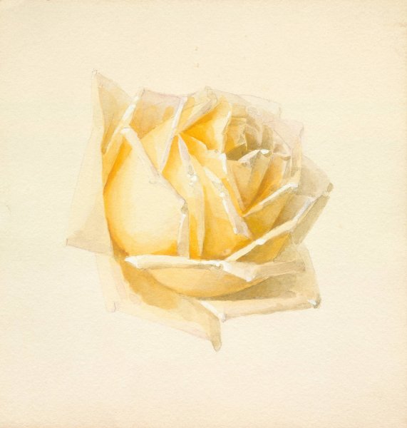 Study of a Rose  by Paul De Longpre - Hand-Painted Oil Painting Reproduction