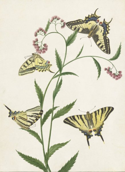 Main Product Photo of Four Butterflies on Flowers  Painting by Paulus Knogh