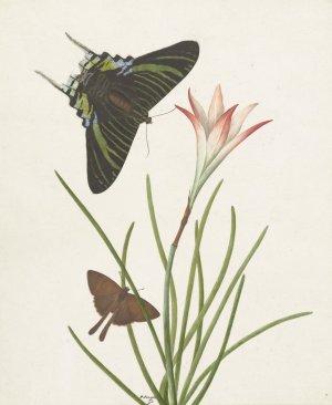 Twee vlinders bij een lelie by Paulus Knogh Oil Painting