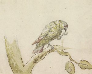 Papegaai op een tak van een boom by Peter Casteels III Oil Painting