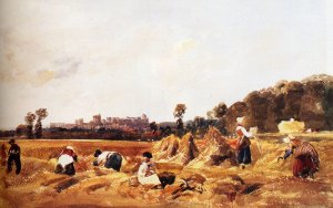 Cornfield, Windsor