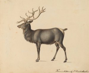 European Elk by Peter Rindisbacher Oil Painting