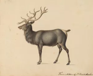 European Elk by Peter Rindisbacher Oil Painting