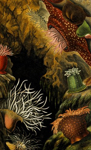 Actinia mesembryanthemum, A. chiococca, Sacartia chrysosplenium by Philip Henry Gosse Oil Painting
