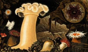 Actinoloba dianthus, Sagartia bellis, S troglodytes, S. rosea Oil painting by Philip Henry Gosse