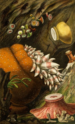 Corynactis viridis, Bolocera eques, Zoanthus sulcatus, Z. Alderi, Z. Couchii by Philip Henry Gosse Oil Painting