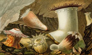 Hormathia Margaritae, Phellia Brodricii,Peachia hastata, P. undata Oil painting by Philip Henry Gosse