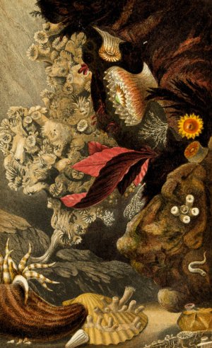 Lophohelia prolifera, Peachia triphylla, Sphenotrochus Wrightii, S. Macandrewanus by Philip Henry Gosse Oil Painting