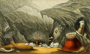 Phellia gausapata, P. murocincta, Gregoria fenestrata, Bunodes coronata by Philip Henry Gosse Oil Painting