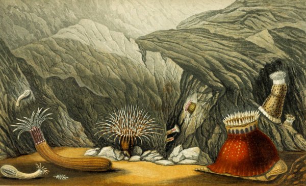 Main Product Photo of Phellia gausapata, P. murocincta, Gregoria fenestrata, Bunodes coronata  Painting by Philip Henry Gosse