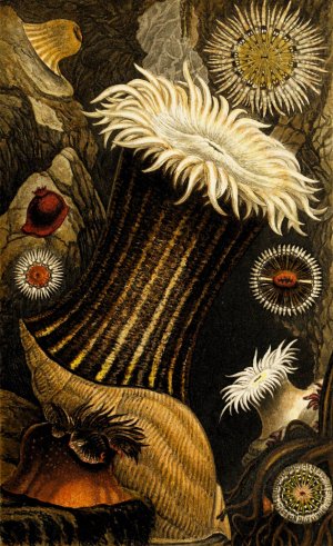 Sagartia nivea, S. miniata, S.troglodytes, S. parasitica by Philip Henry Gosse Oil Painting