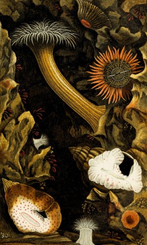 Sagartia troglodytes, S. viduata, S. pallida, S. pura, Adamsia palliata by Philip Henry Gosse Oil Painting