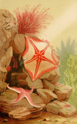 Star Fishes by Philip Henry Gosse Oil Painting