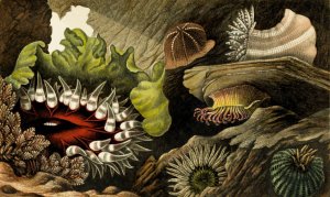 Tealia crassicornis, Bunodes gemmacea, B. Ballii, B. Thallia by Philip Henry Gosse Oil Painting