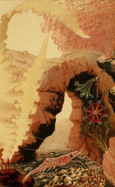 Main Product Photo of The Aesop Prawn  Painting by Philip Henry Gosse