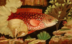 The Ancient Wrasse by Philip Henry Gosse Oil Painting