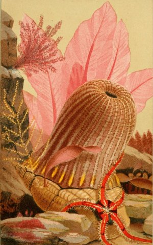 The Parasitic Anemone by Philip Henry Gosse Oil Painting
