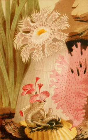 The Plumose Anemone Oil painting by Philip Henry Gosse