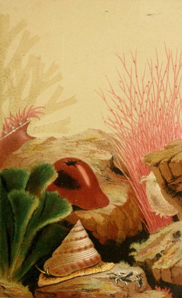 Main Product Photo of The Smooth Anemone  Painting by Philip Henry Gosse