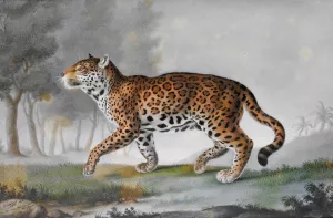 Grande Panthere by Pierre-Francois De Wailly Oil Painting