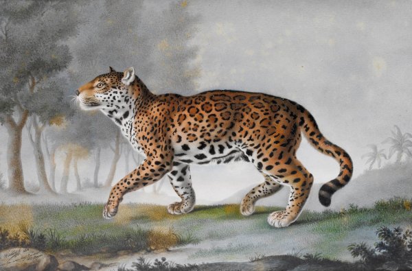 Grande Panthere  by Pierre-Francois De Wailly - Hand-Painted Oil Painting Reproduction