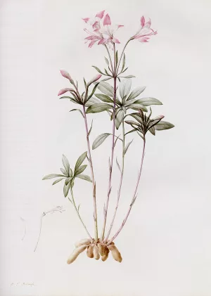 Alstroemeria Ligtu Oil painting by Pierre-Joseph Redoute