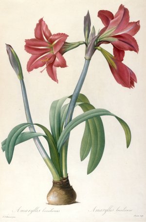 Amaryllis brasiliensis by Pierre Joseph Redoute Oil Painting