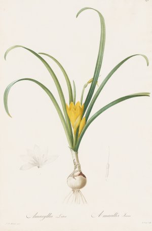 Amaryllis lutea by Pierre Joseph Redoute Oil Painting